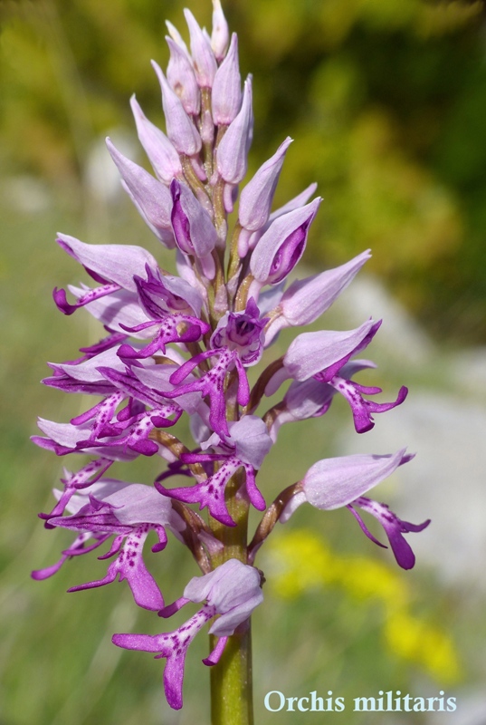 Orchis xhybrida (Orchis militaris x Orchis purpurea) altopiani abruzzesi - giugno 2018